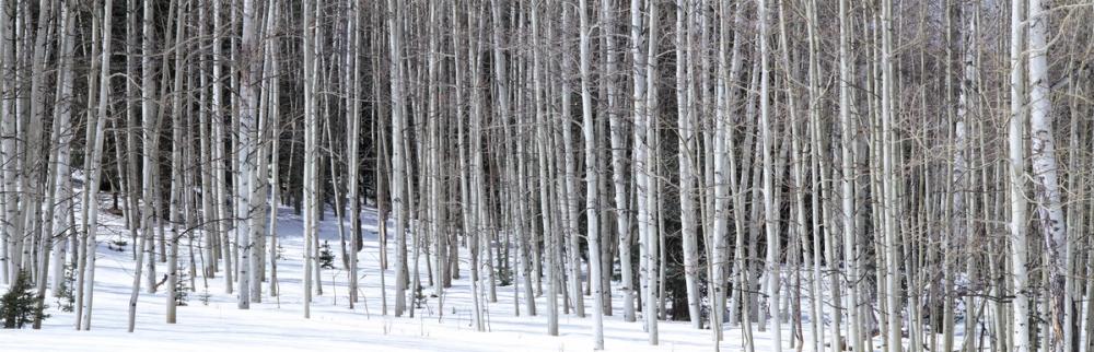 Winter Birch Stillness