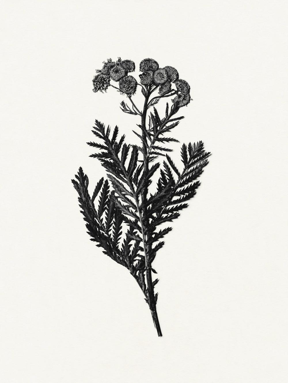 Field Journal Entry III