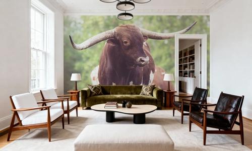 Longhorn Gaze I
