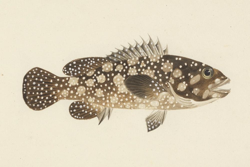 White Grouper