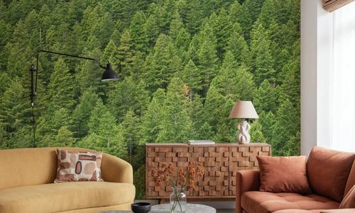 Evergreen Forest in Washintong State