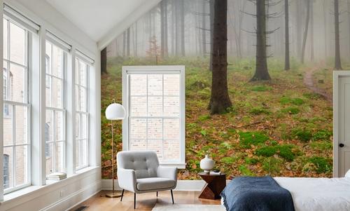 Foggy Forest