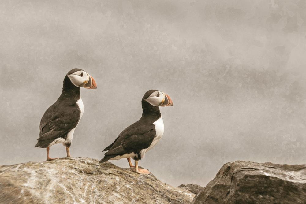 Atlantic Puffin Pair