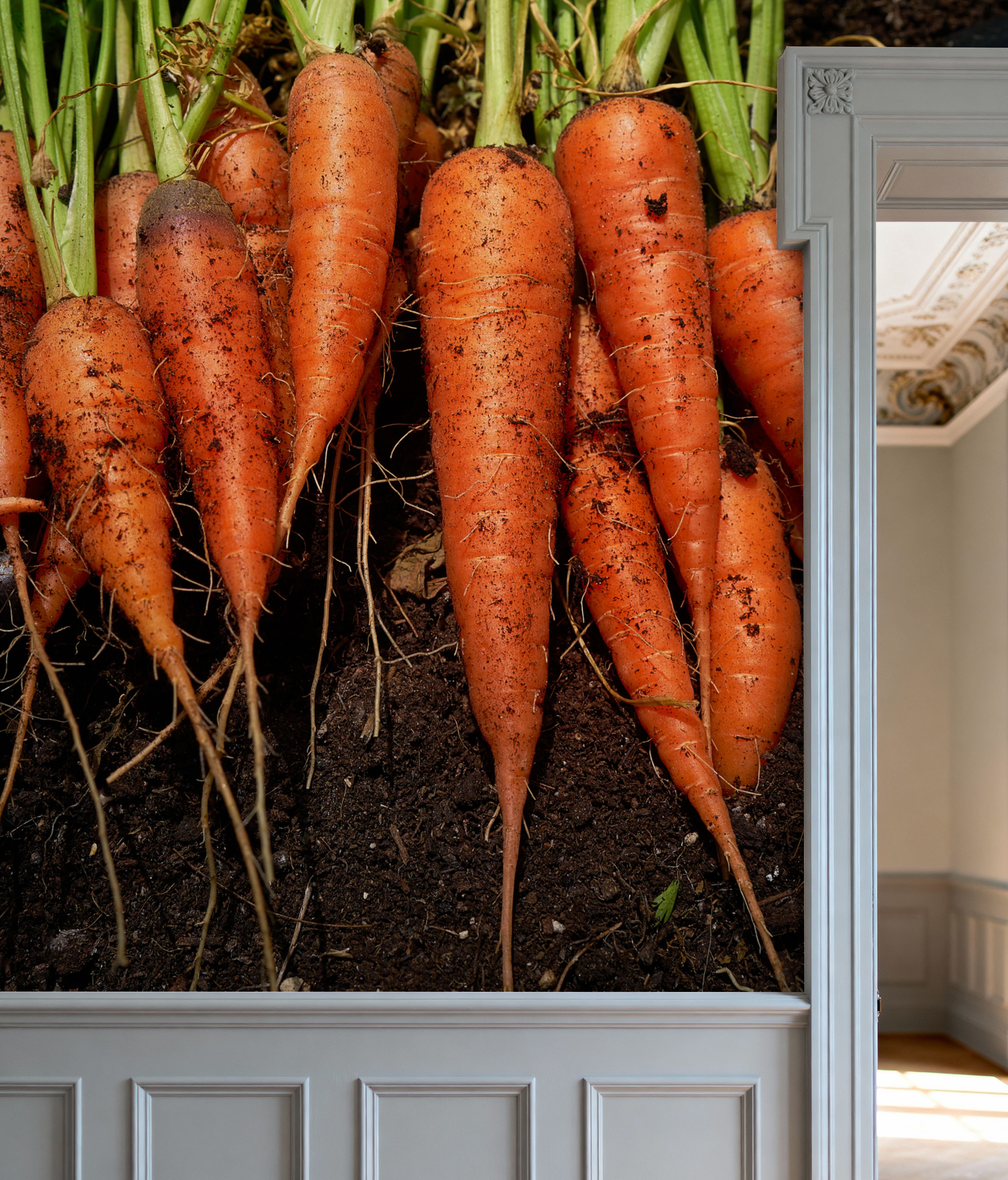 Harvest Carrot