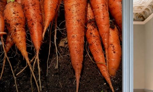 Harvest Carrot