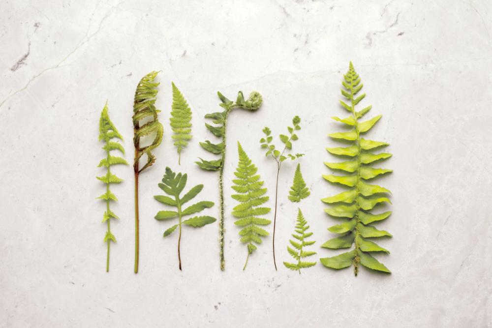 Flat Lay Ferns II