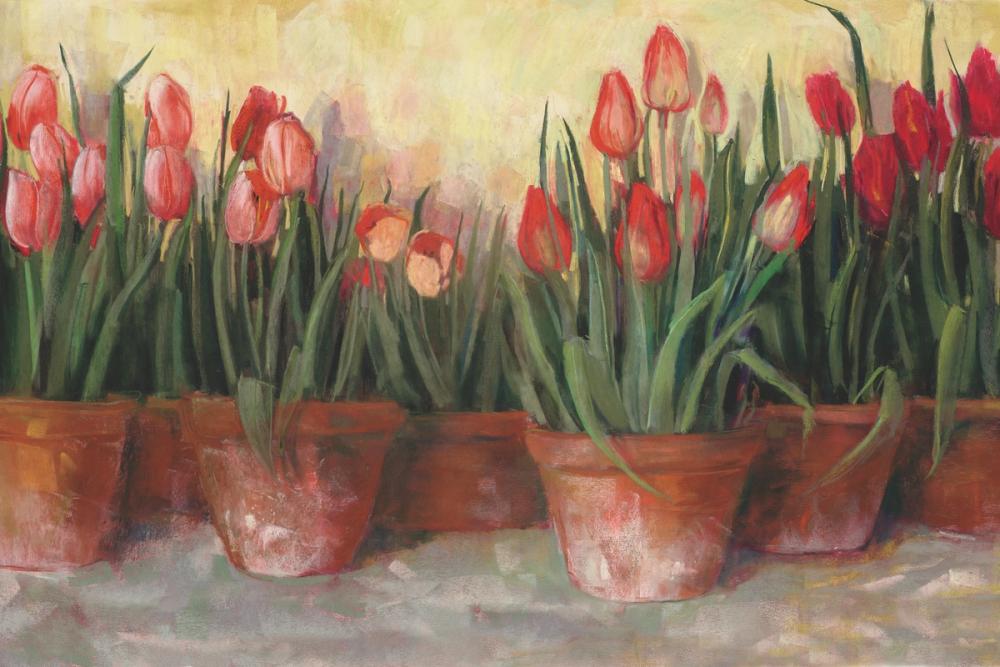 Pattys Tulips