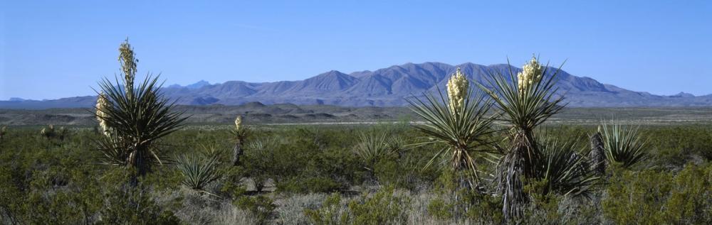 Desert Yucca Vista