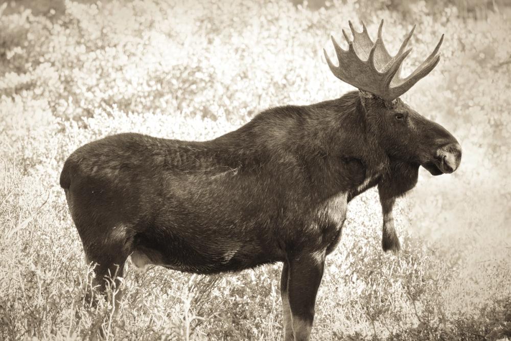 Medicine Bow Moose II
