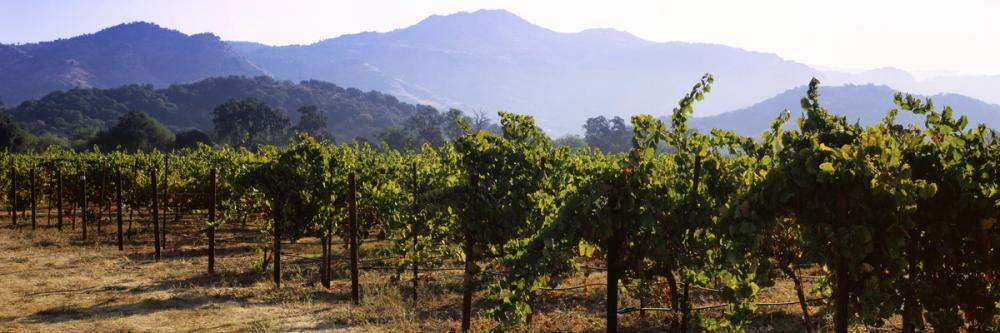 Napa Grape Vines