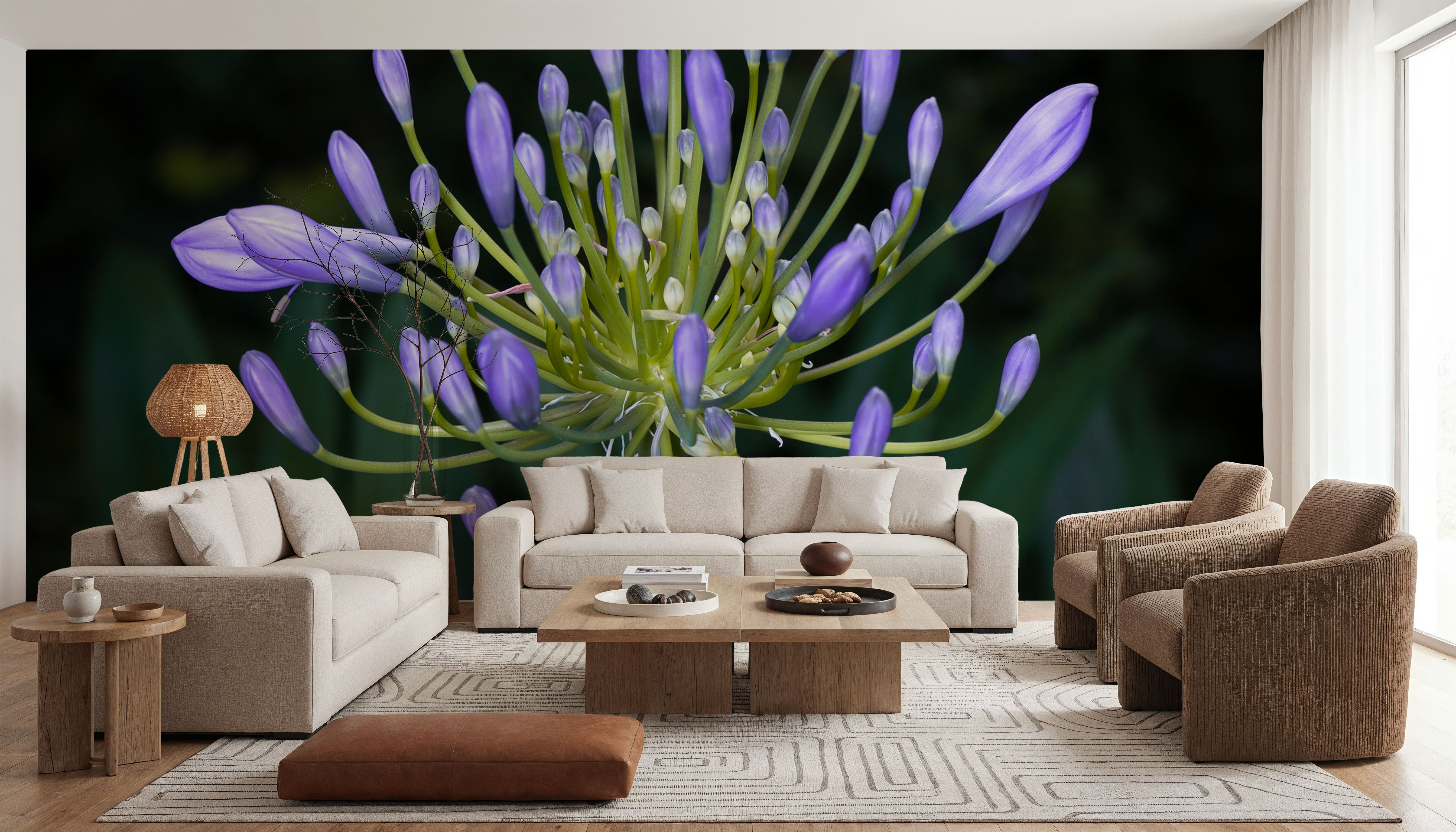 Night Agapanthus