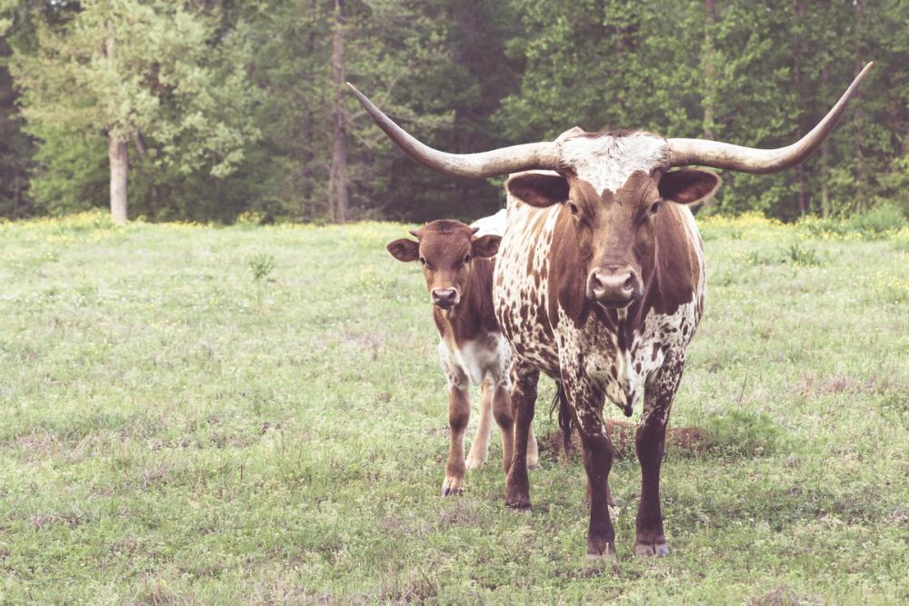 Longhorn Protection