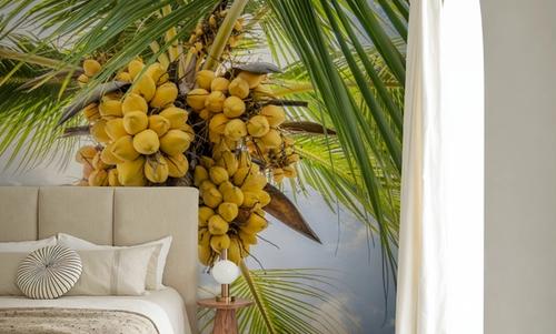Fresh Coconuts