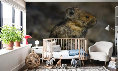 American Pika