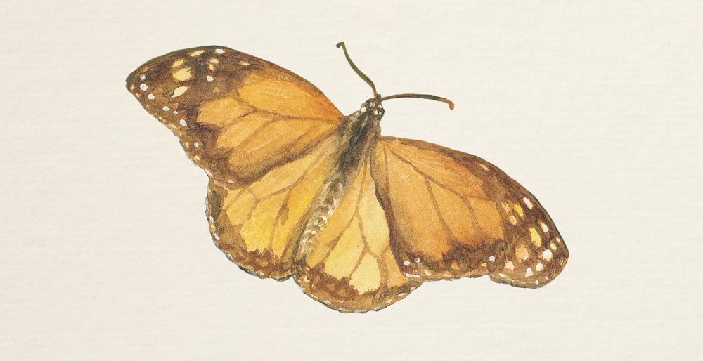 Honeybloom Butterfly III