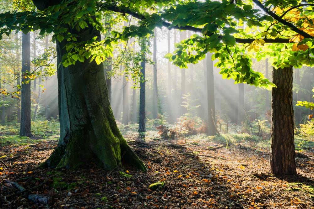 Mystical Forest Sunrays