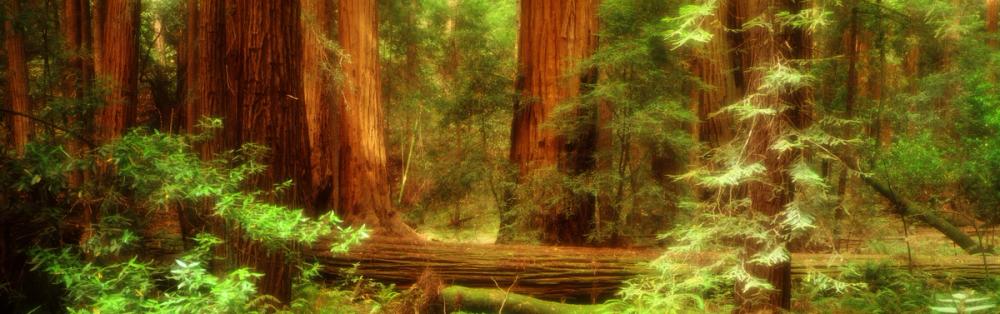 Ancient Redwood Sanctuary