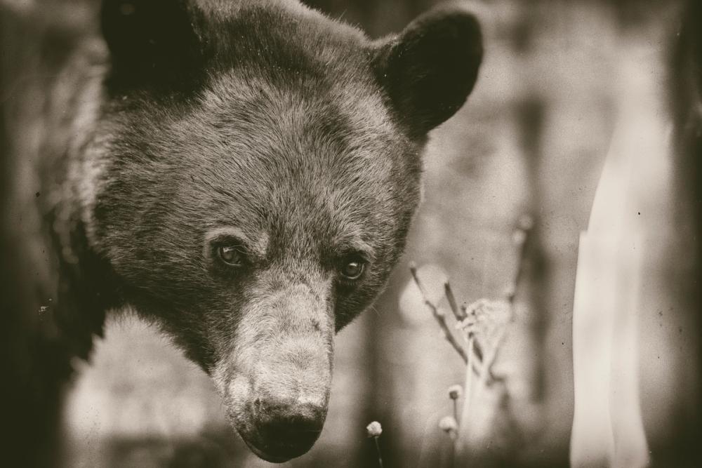 Bear Wetplate