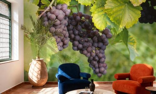 Vineyard Harvest