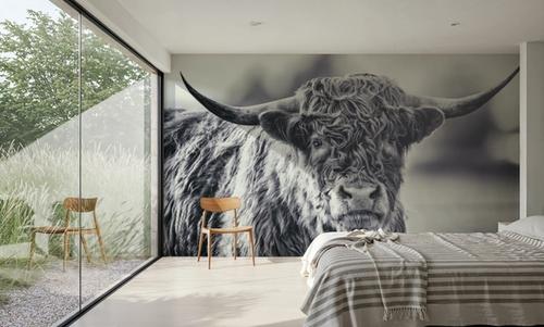 Highland Cow Pastures II