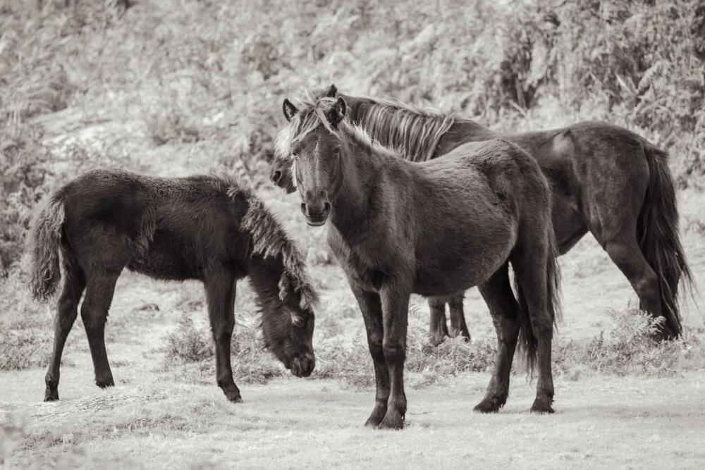 Dartmoor Ponies II