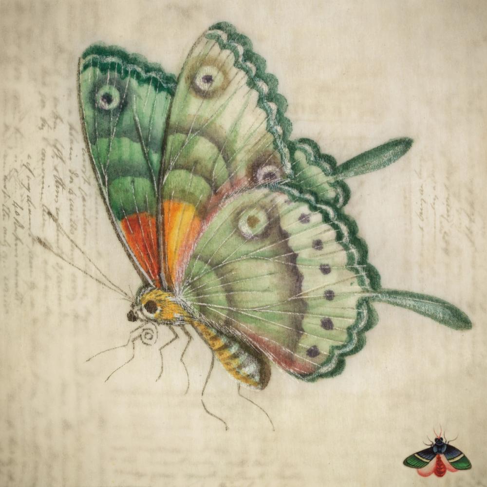 Vintage Aqua Butterfly