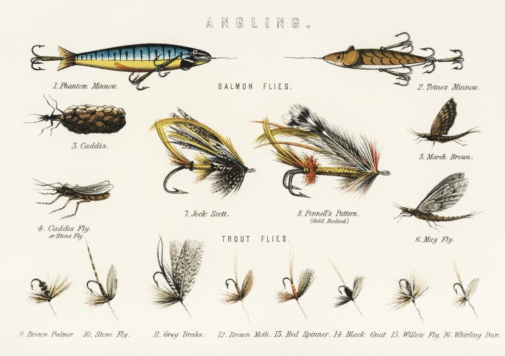 Angling Baits for Fresh Water Fishes
