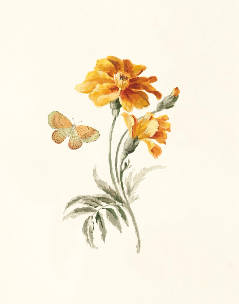 Autumn Marigold I