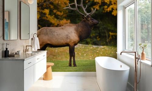 Bull Elk