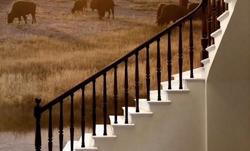 Bison Firehole River