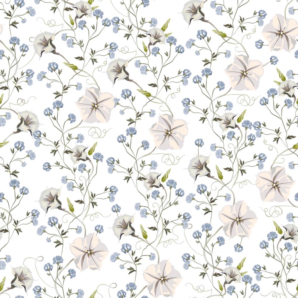 Trailing Morning Glory, White