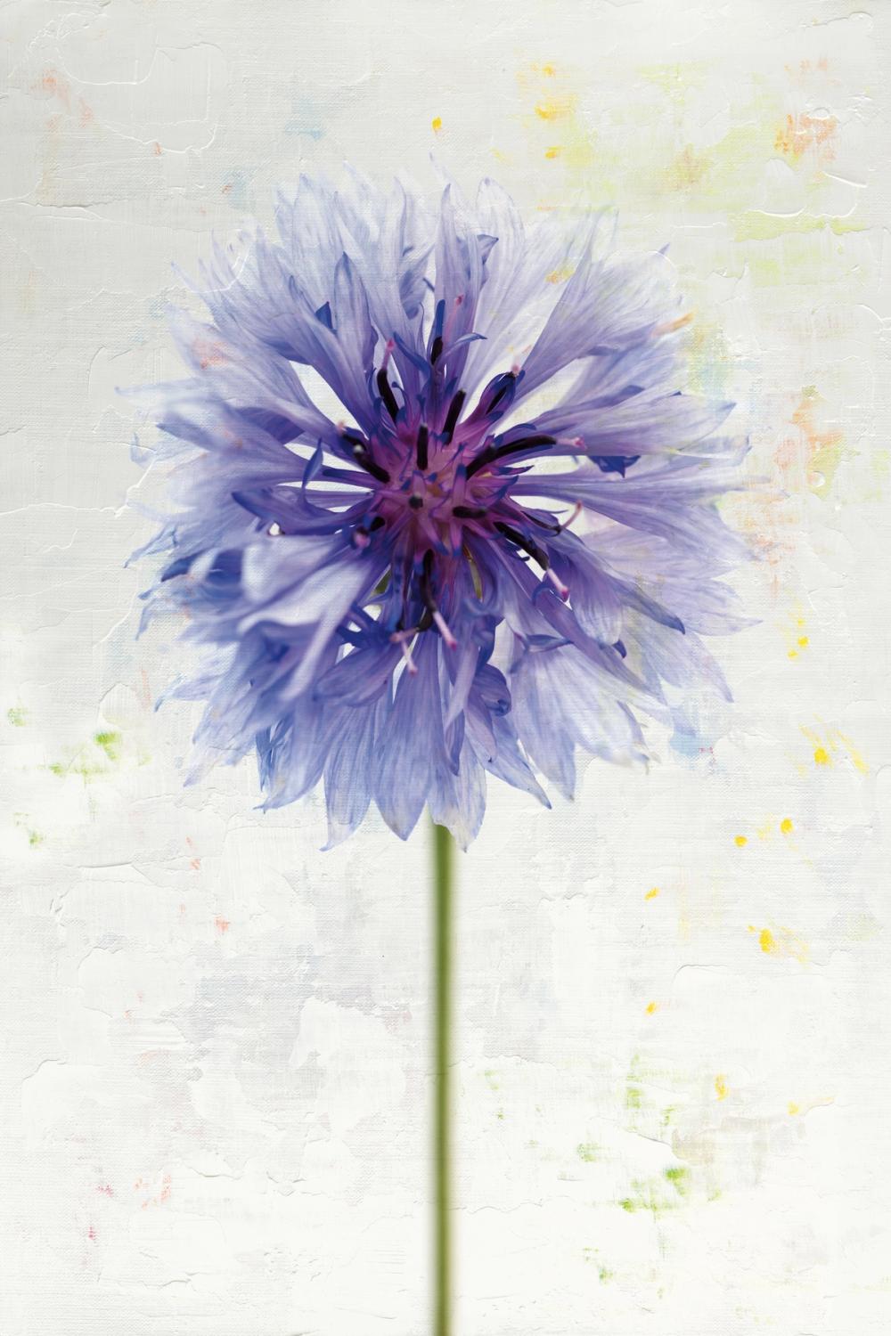 Wonderful Wildflowers X