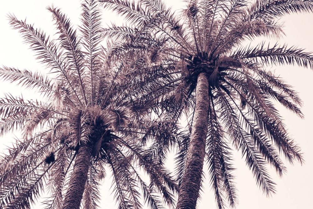 Pink Palms Horizontal
