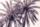 Pink Palms Horizontal