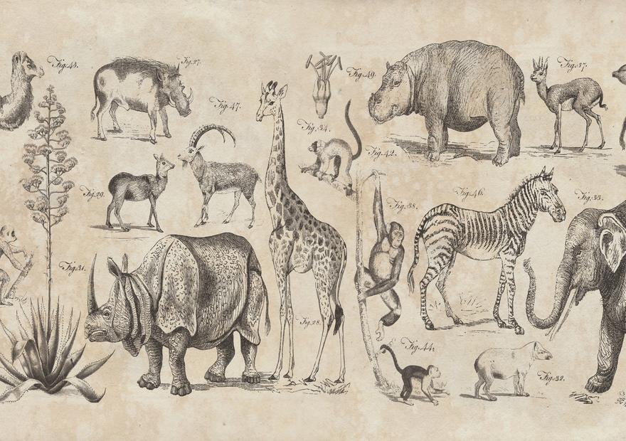 Wild Africa