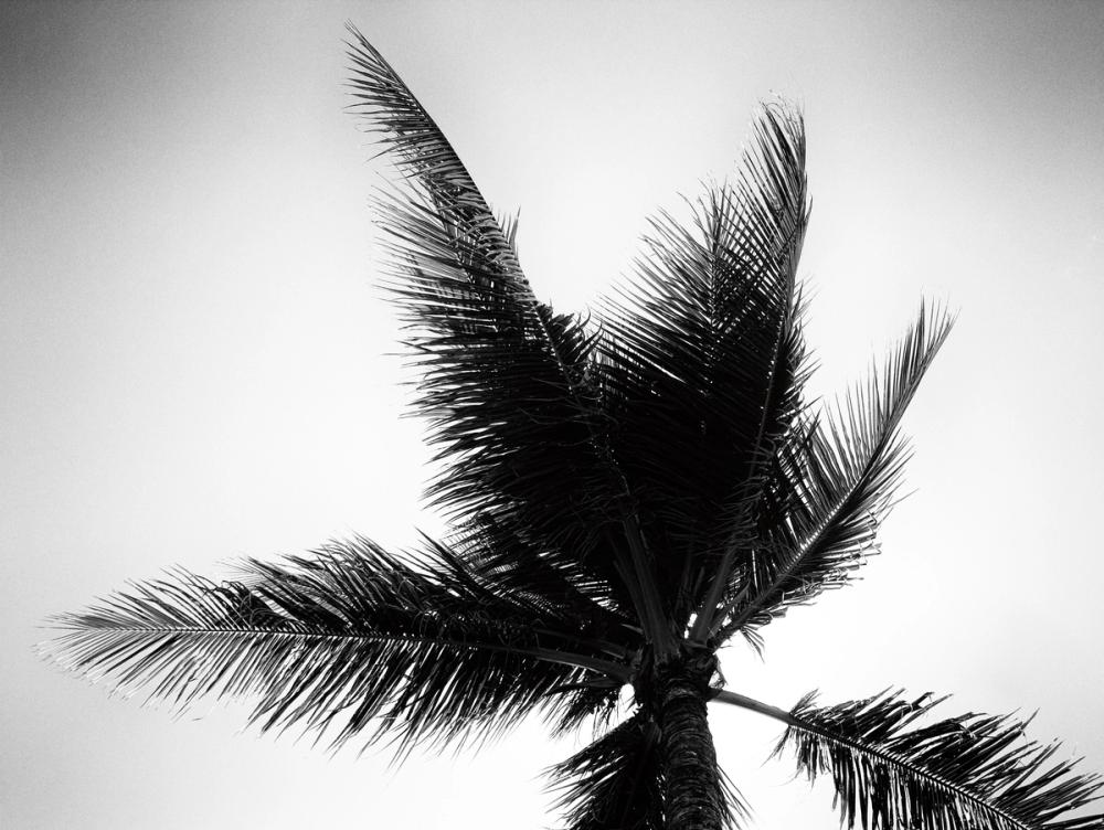 Palm Tree Looking Up IV