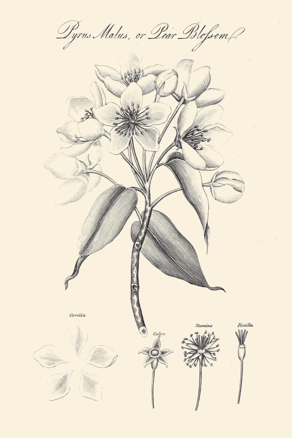 Botany Book VIII on Cream