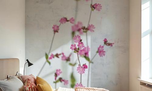 Pink Silene