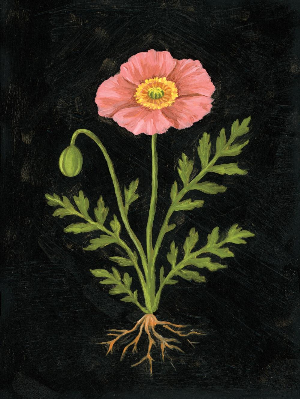 Vintage Poppy