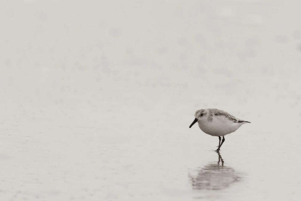 Tybee Island Sanderling