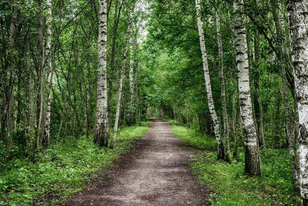 Dark Birch Forest