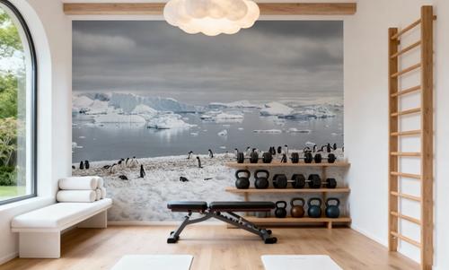 Penguin Colony