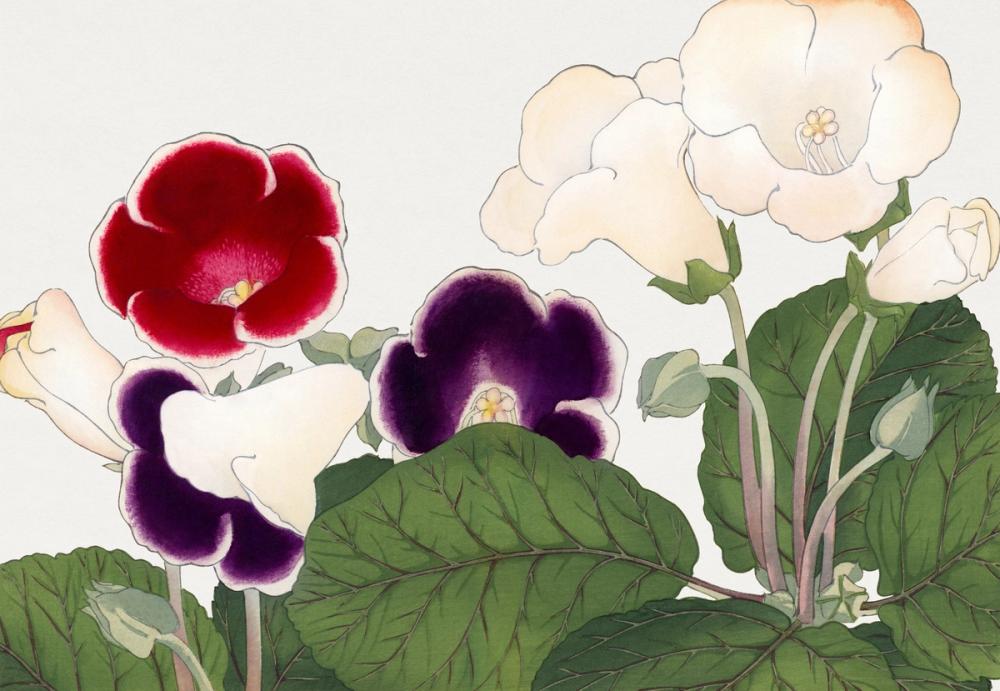 Tanigami Gloxinia