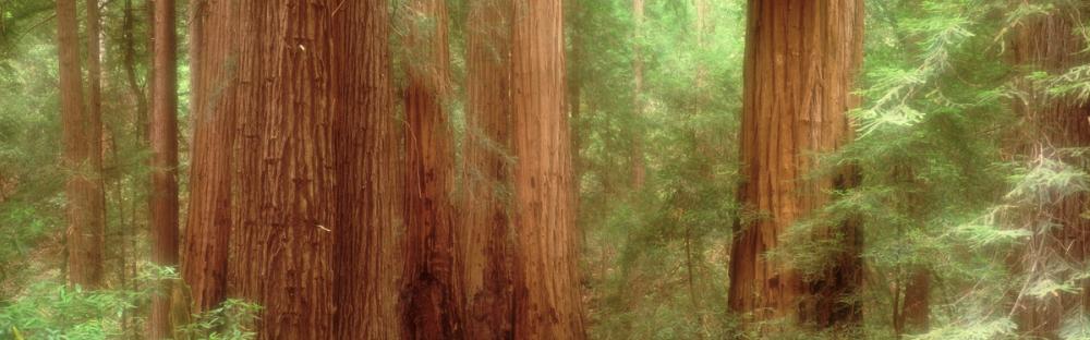 Majestic Redwoods