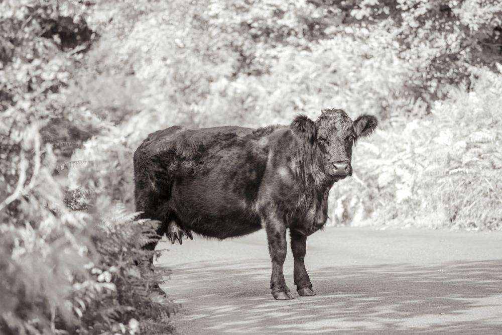 Cow on the Road I
