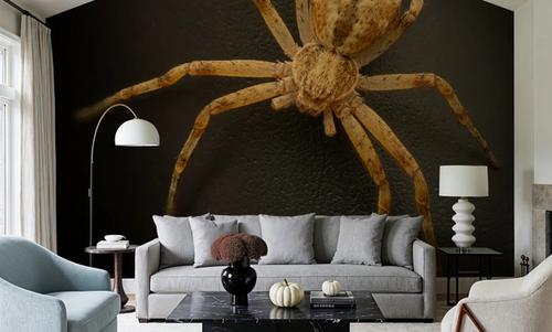 Pseudopoda Spider