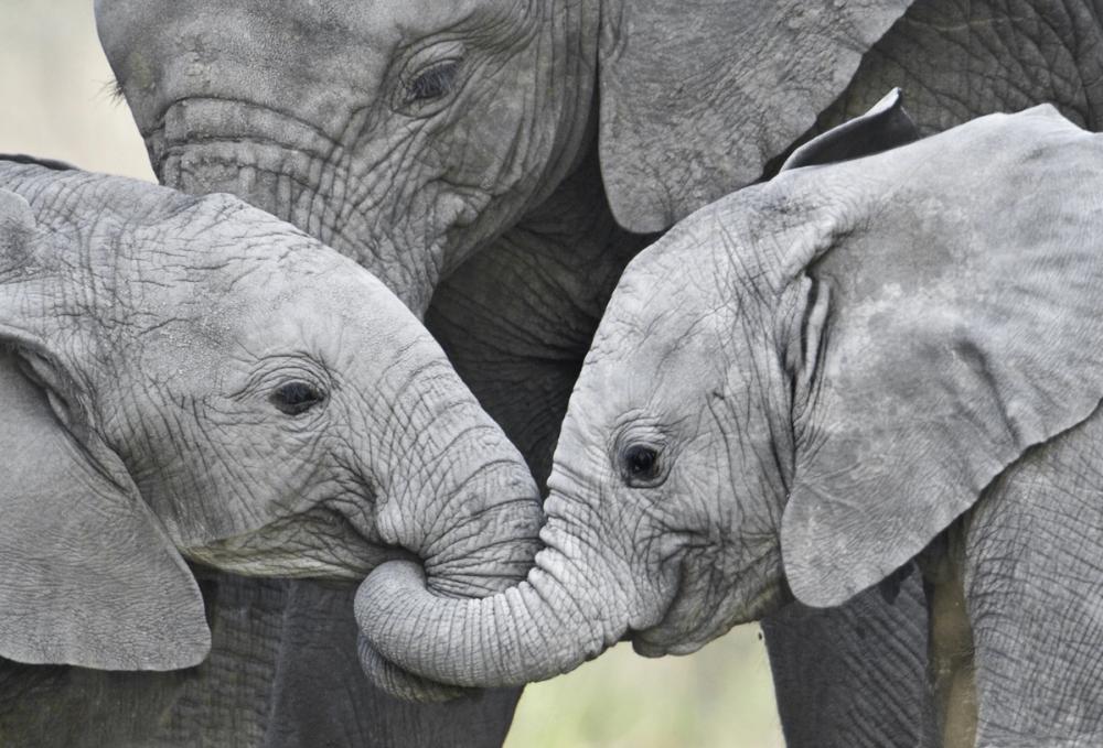 Elephant Greetings Photo