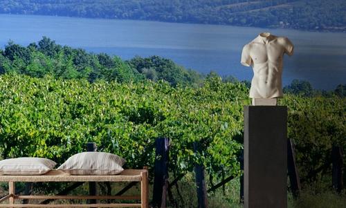Vineyard Vista