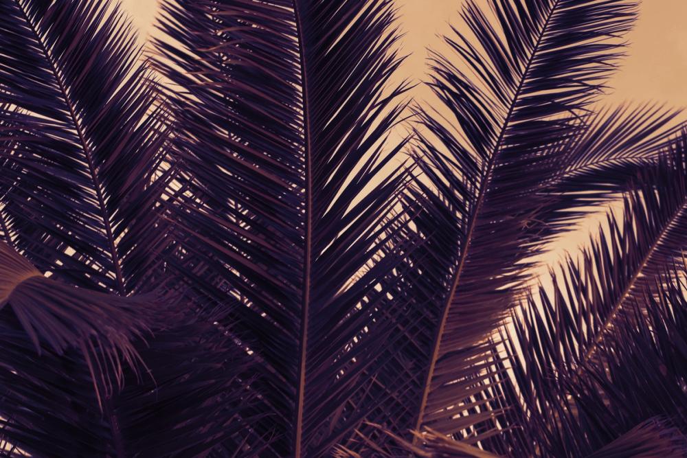 Shy Palm Leaves