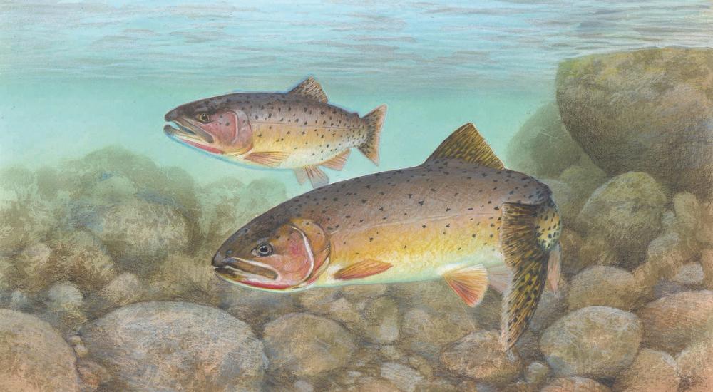Cutthroat Trout